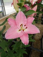 [5665 VZ W09 0229-02 No02.JPG]